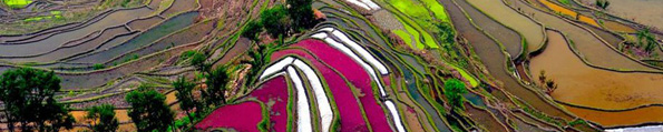 RIceFieldChina_feature