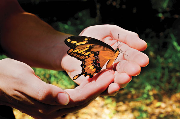 Free butterfly