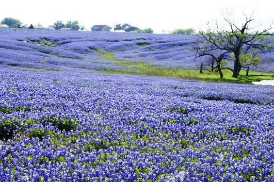 Bluebonnets in the fields, forever