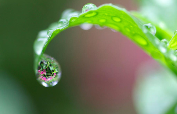 Fresh_lovely_nature