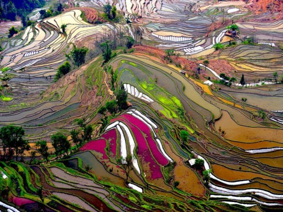RIceFieldChina_ThierryBornier