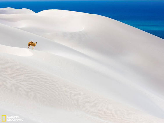 came desert