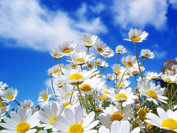 simple flowers